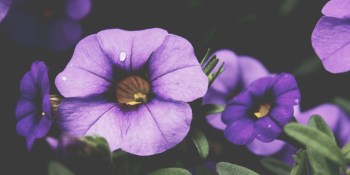Music app Bloom.fm shuts down after investor yanks funding